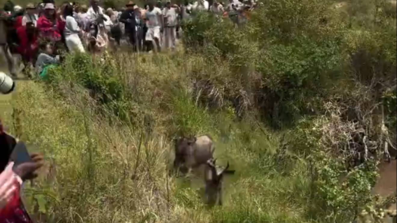 Wildebeests migration in Maasai Mara. PHOTO/COURTESY